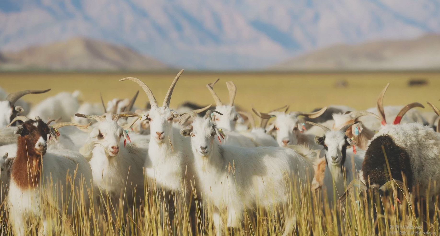 Alicashmere's Journey of Origin 2